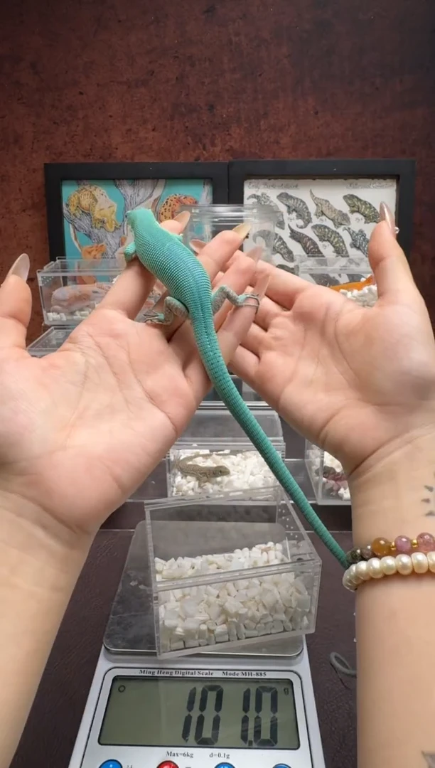 翡翠龙纹蜥鳞与尾 Scale Tail 爬宠苗子