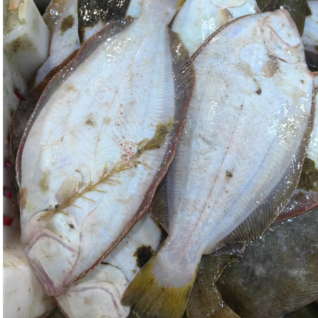 大连海鲜野生牙片鱼4斤（8条）顺丰包邮