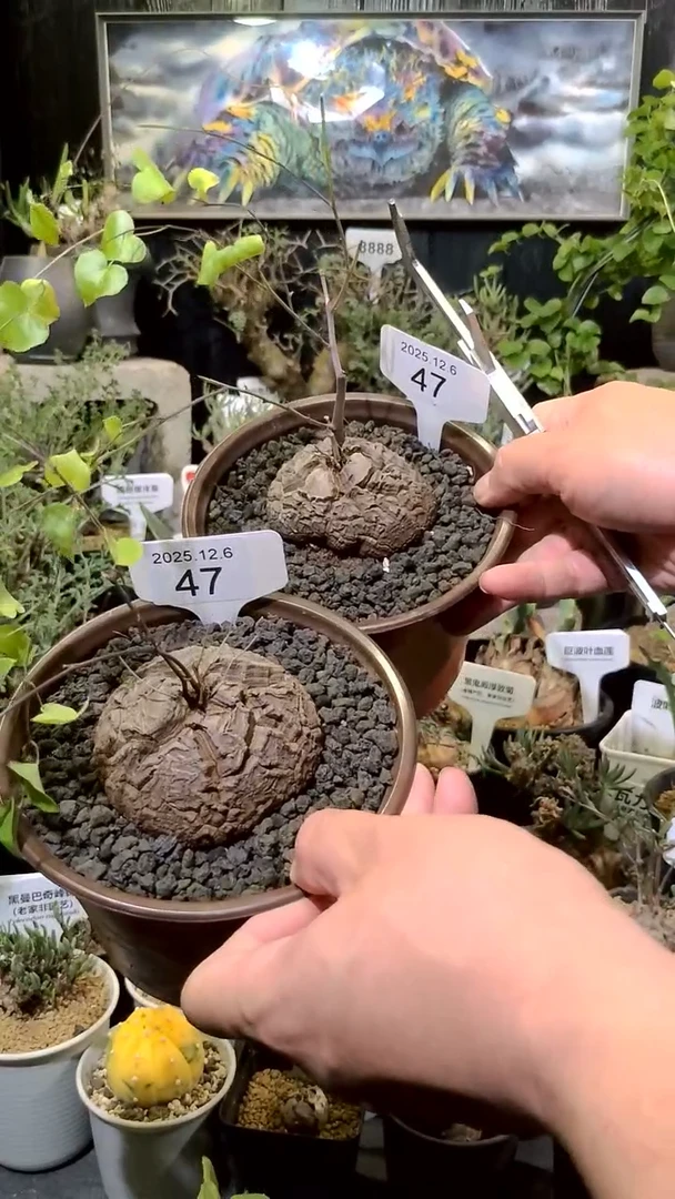 47号1206福利植物南非龟甲龙买一送一
