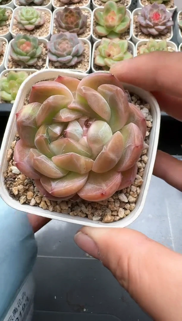 192C云禹多肉植物 带盆土纸巾打包 3颗包邮