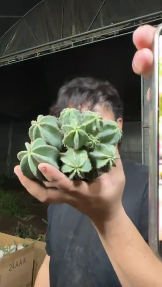 多头 微刺虾【带根】