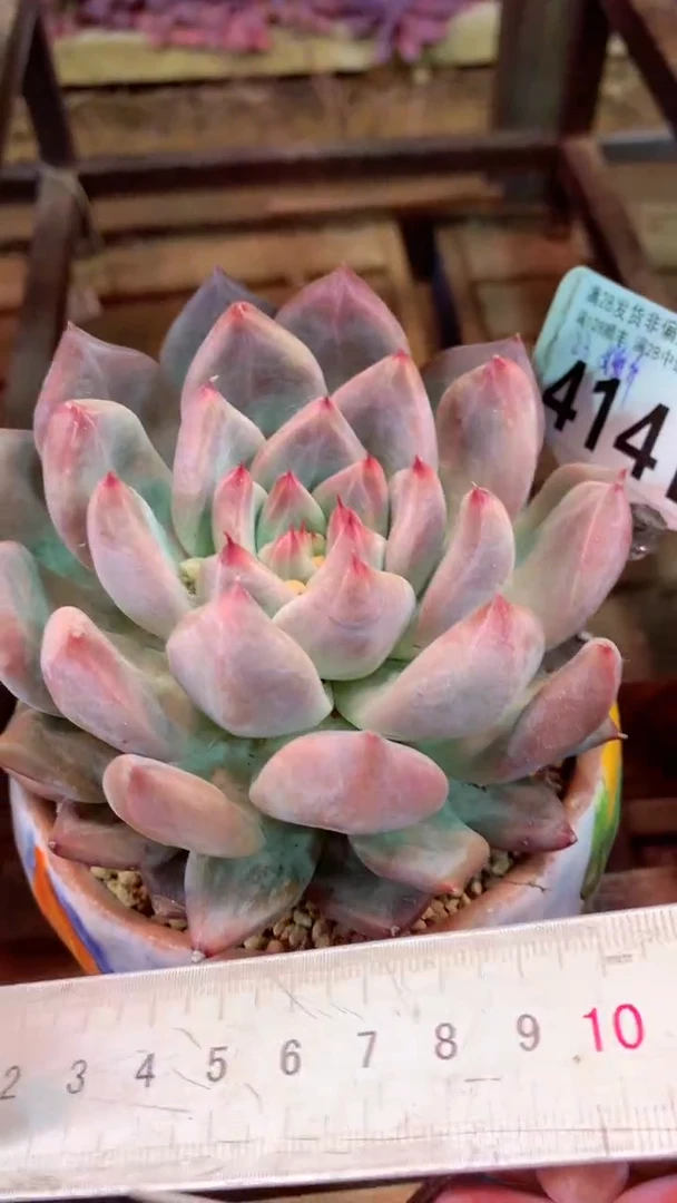 414L（一物一拍，精品多肉，所见即所得 ）