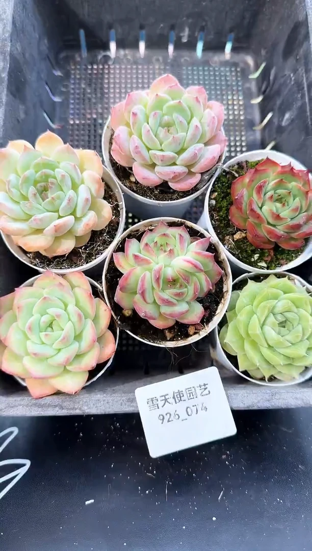 926-074多肉6颗