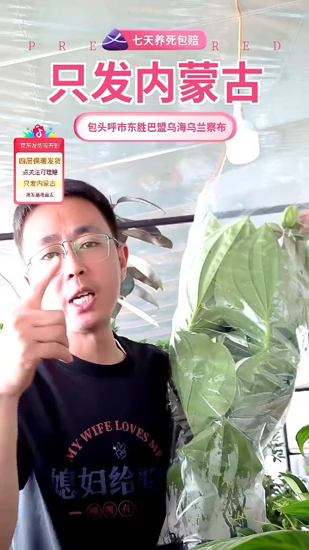 完全开放大颗宝莲灯