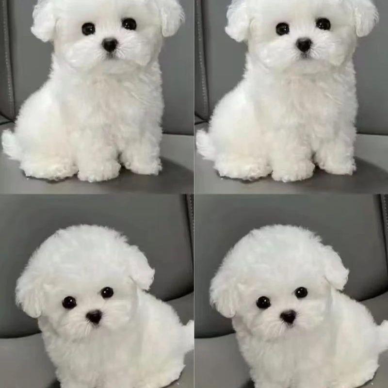 宠物活体狗狗甜美小比熊