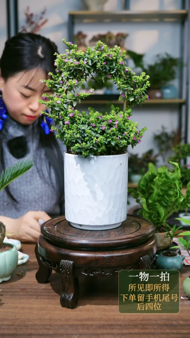 【闪购商品】54---3566满天星高白