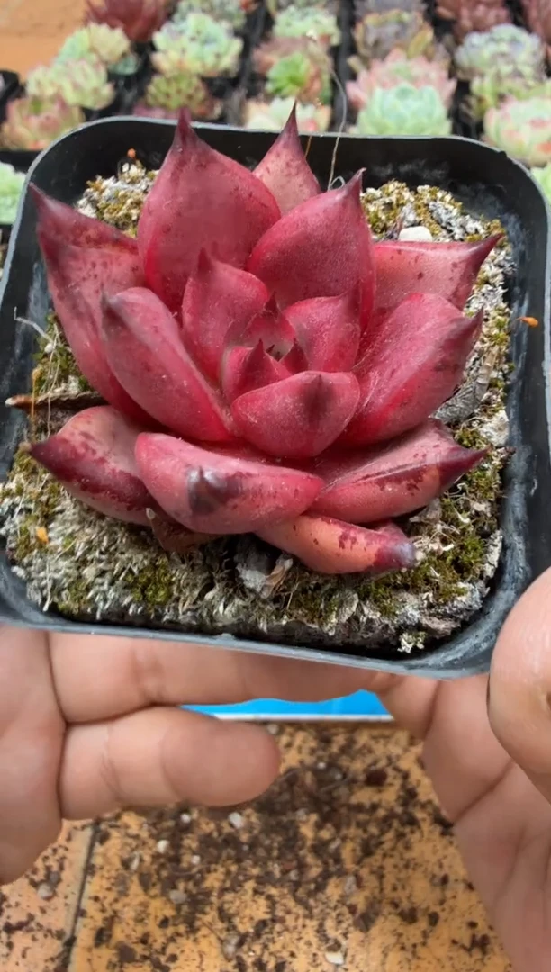 东云多肉园二店-438