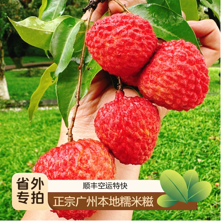 [省外专拍]广州本地糯米糍荔枝爆甜多汁肉厚核小顺丰空运顺丰特快
