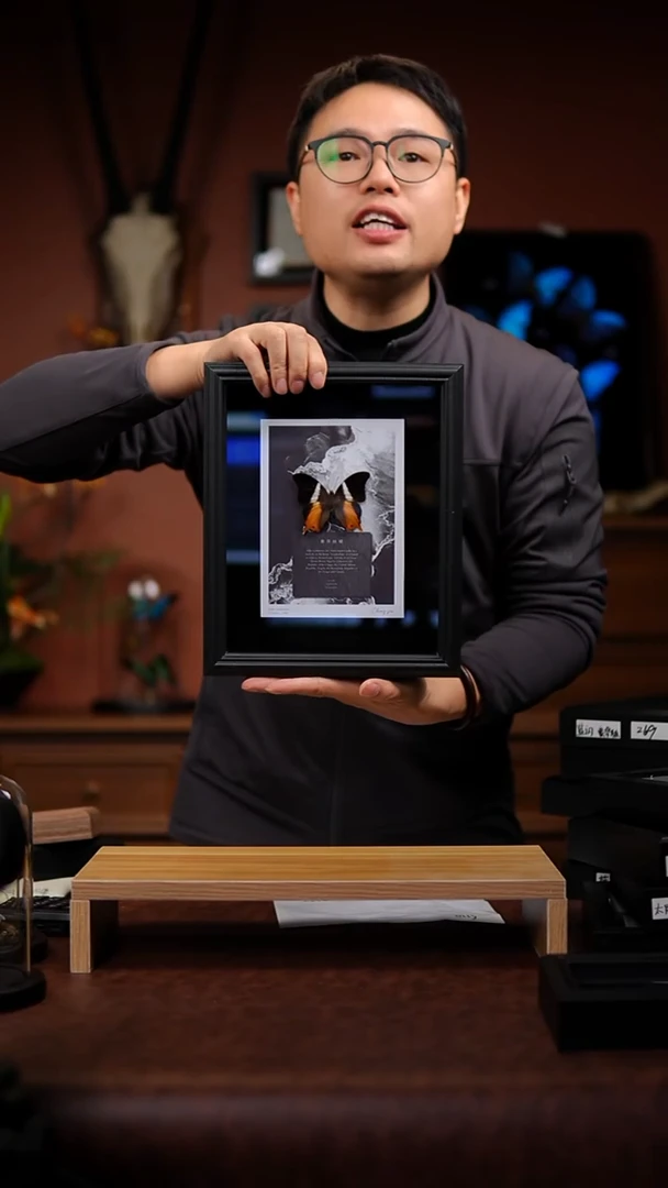 紫草蛱蝶标本装饰画