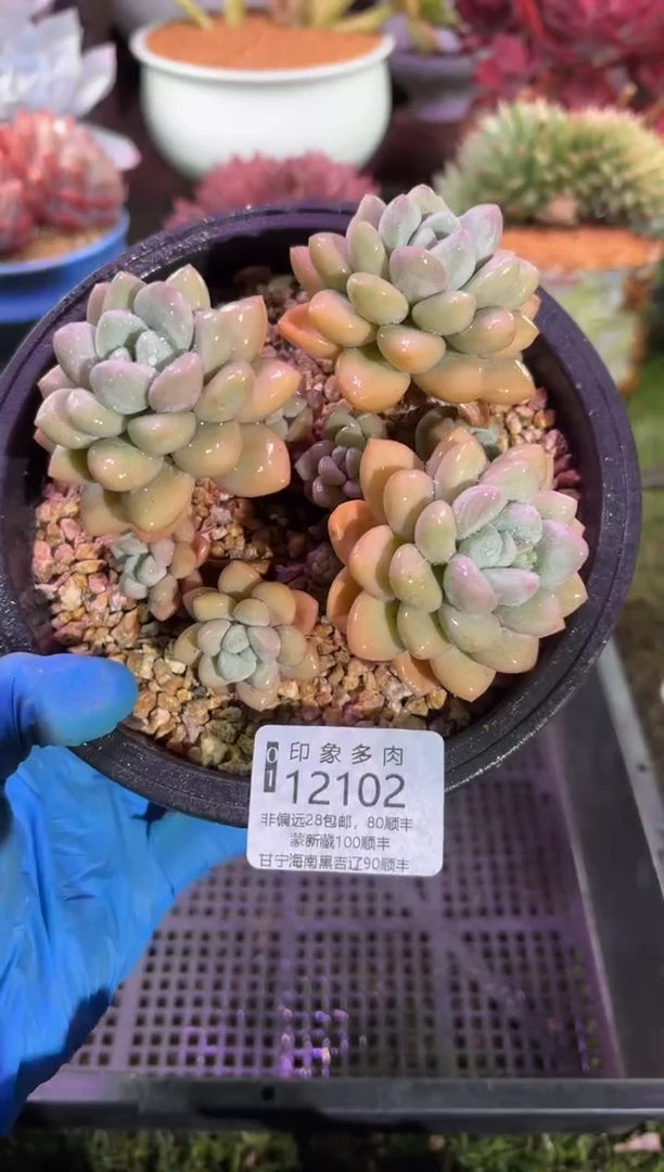 【闪购商品】12102