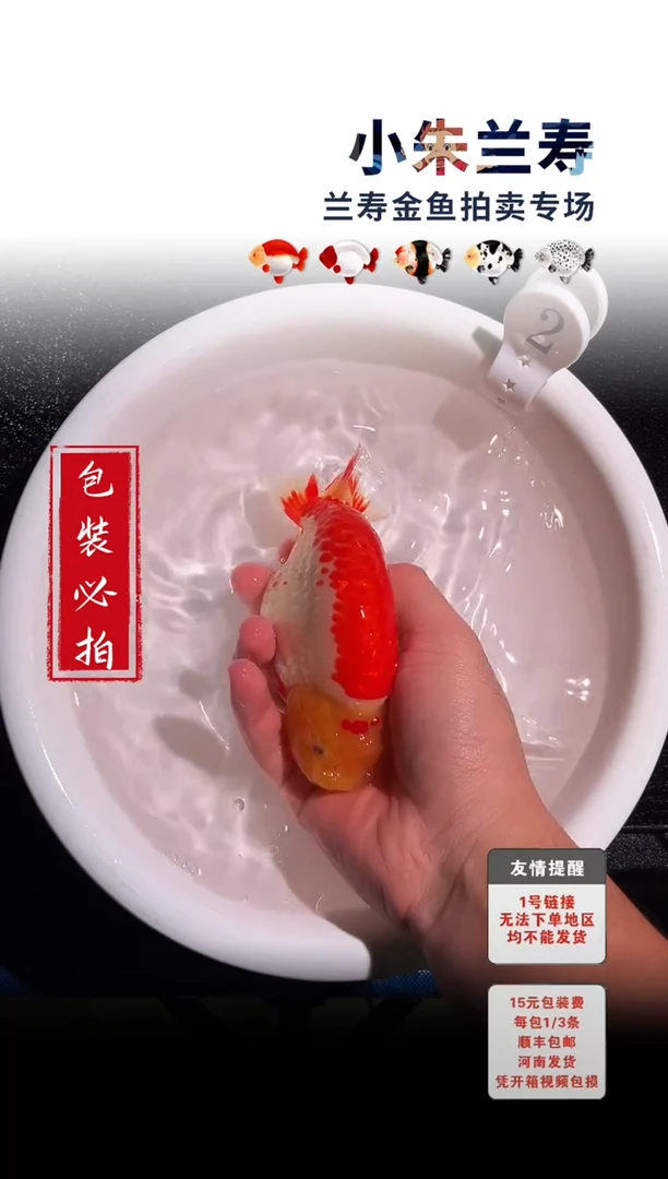 金鱼 包装必拍未拍顺丰到付2号