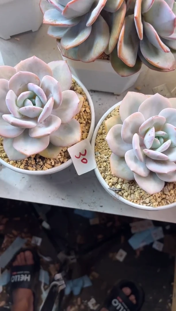 无花朵大****～8.11-30奶茶两个1111111