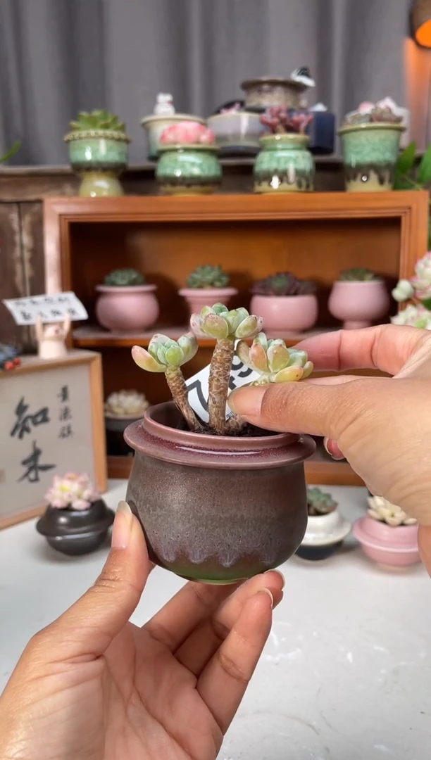 瓷片749小芳花盆直播编号