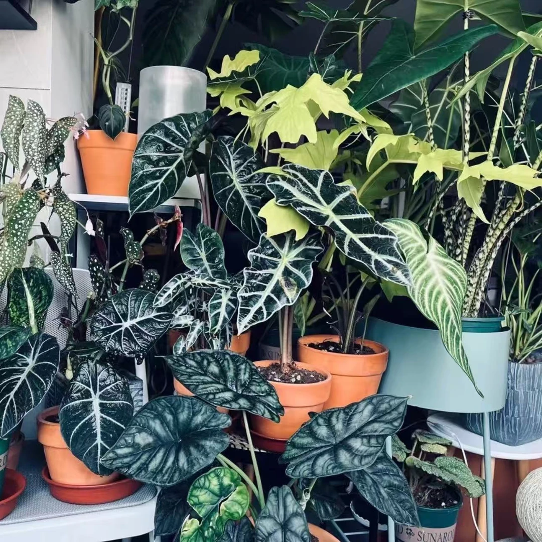 【海芋全品类链接】室内桌面盆栽耐阴观叶植物净化空气