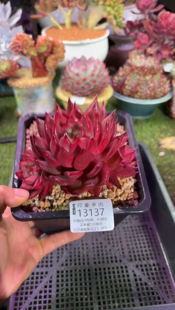 【闪购商品】13137