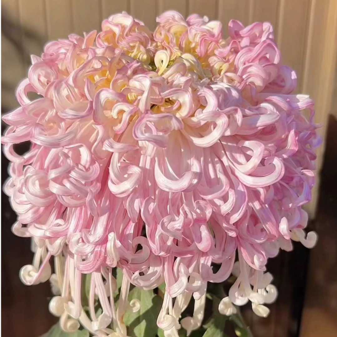 【沽水流霞】九月大菊花小苗稀有品种花期长耐热耐寒易养活喜阳