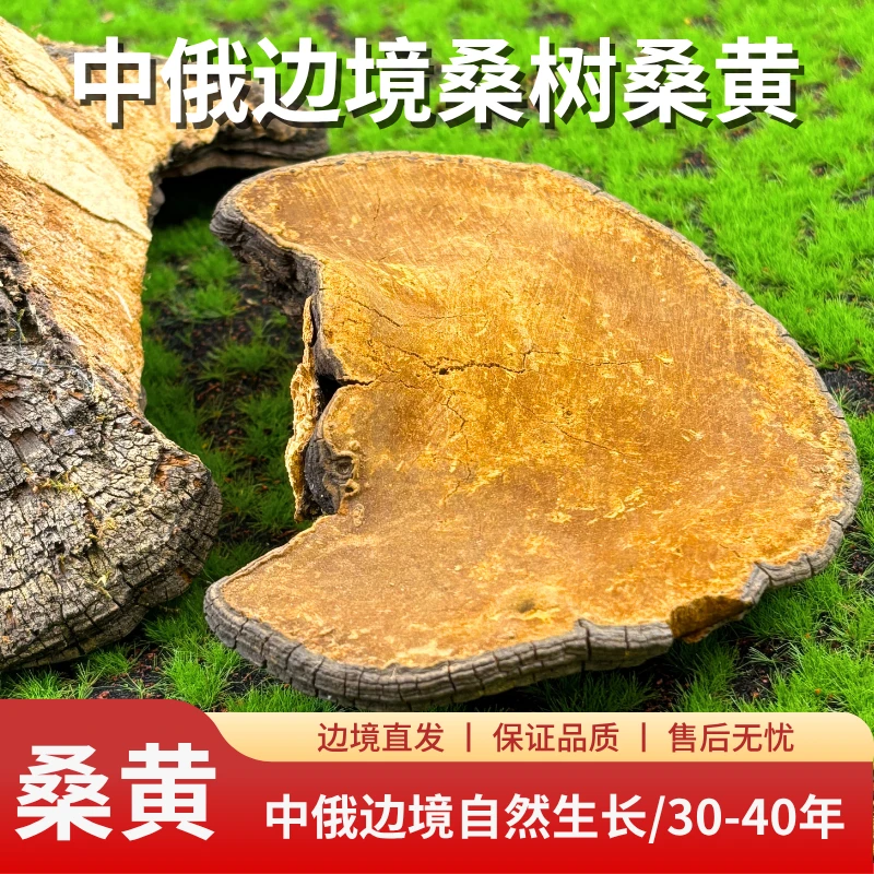 中俄边境桑树桑黄（30-40年 、森林黄金）250克