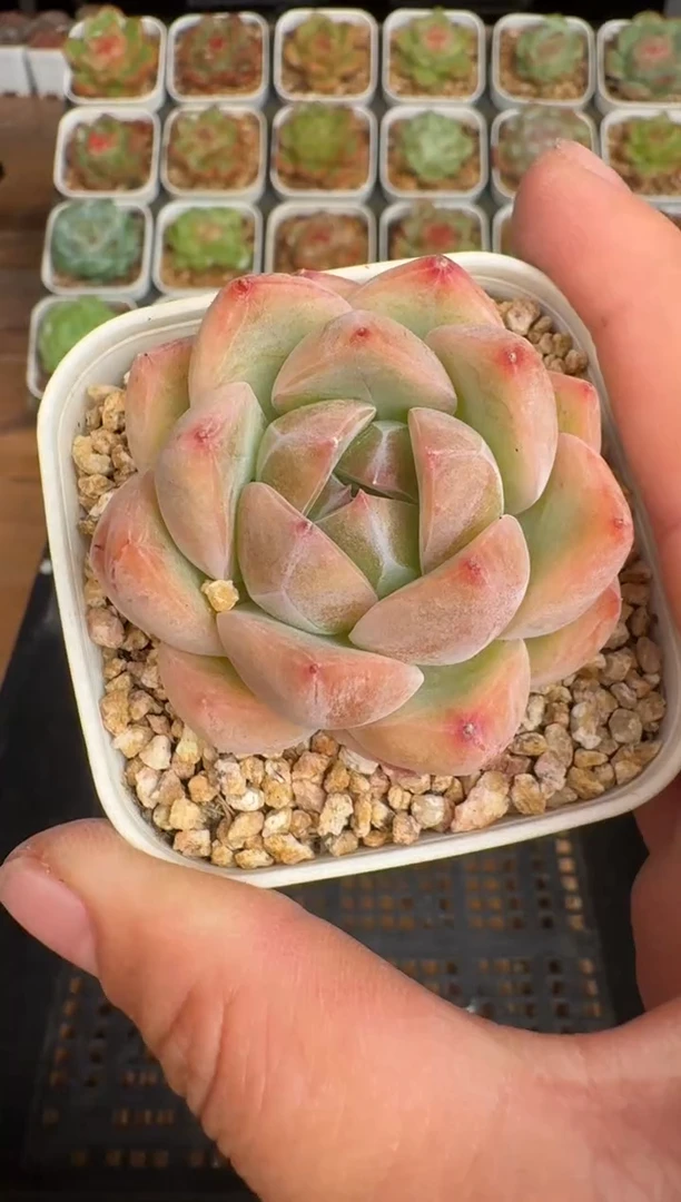 721a珍妮多肉(6.5cm杯）一物一拍 带盆土发