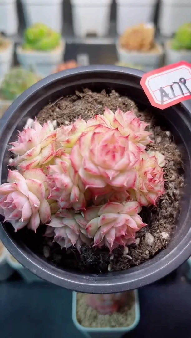 【闪购商品】A179情人麦秆一物一拍