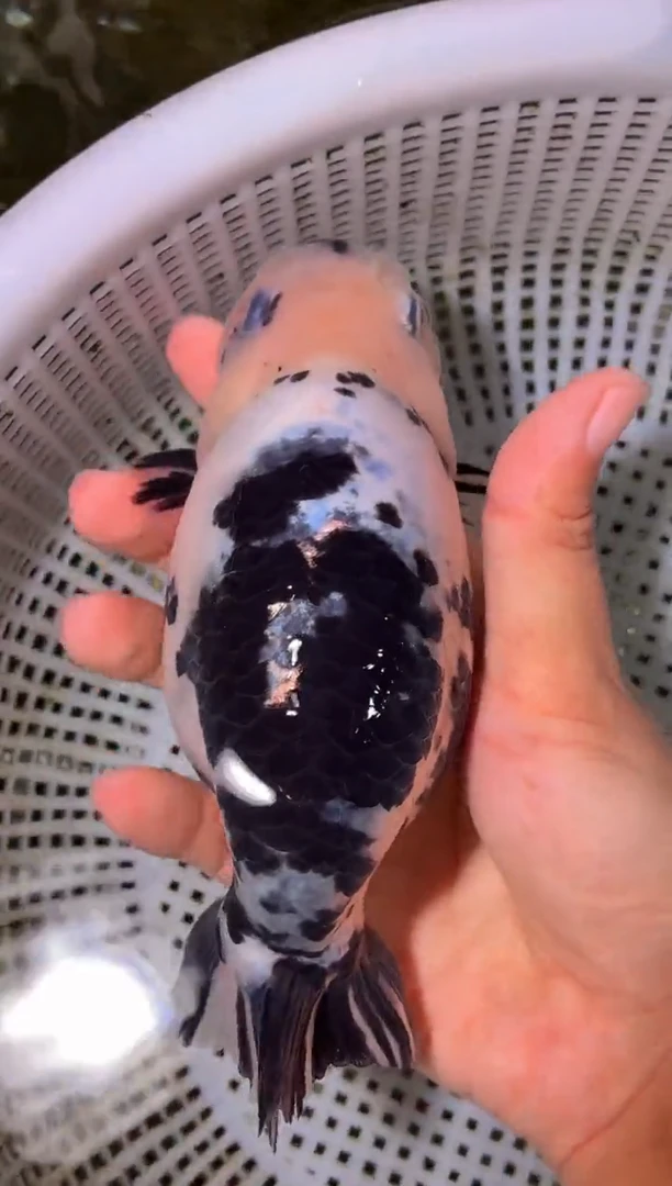 金鱼（运费自理，马印灯照射）福州追鱼兰寿金鱼