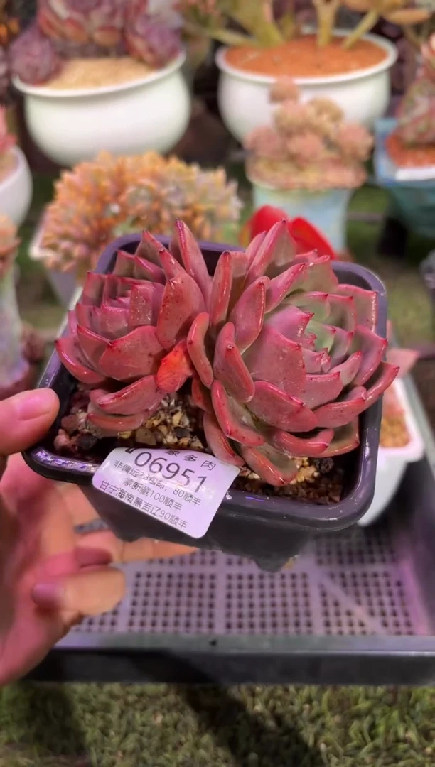 【闪购商品】06951