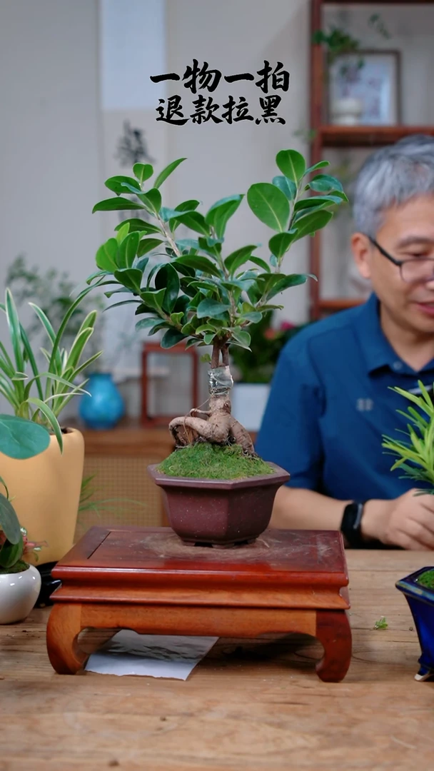 完全开放群****)小叶榕346