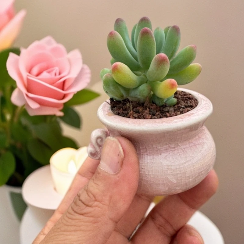 乙女心多肉盆栽花卉绿植适合阳台办公室好养植物红太阳多肉红色