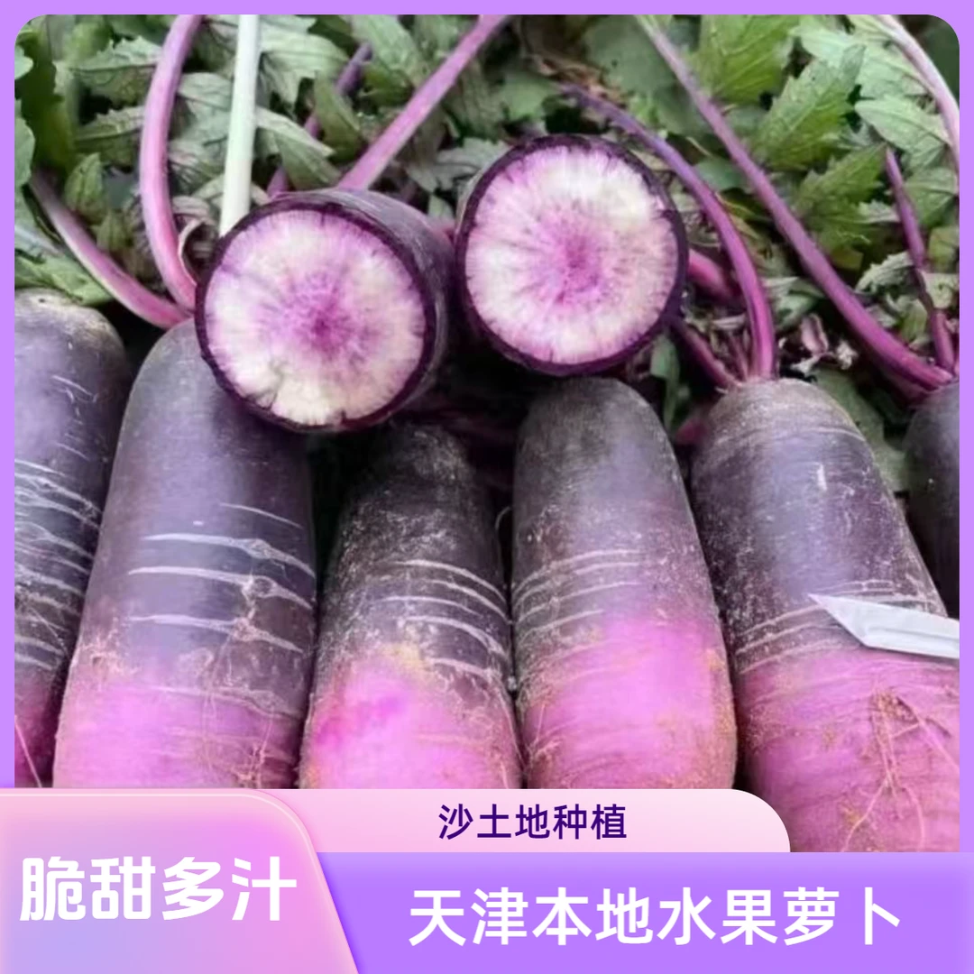 天津武清城关小屯沙土地冰激凌水果萝卜脆甜多汁