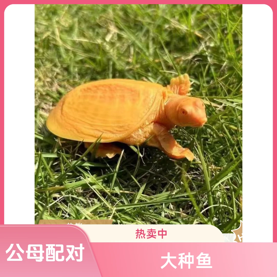 中秋送礼好物中秋佳节团圆农家补充营养味道鲜美高活性高端品质