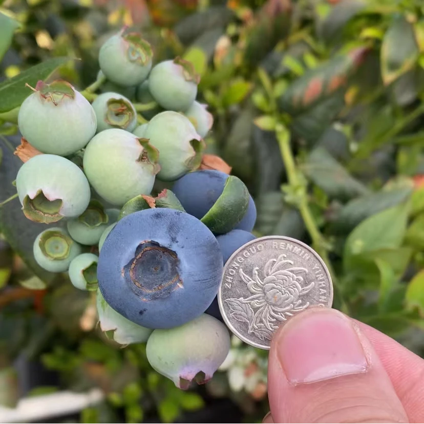 蓝莓苗杯苗（买二送一当年结果）适合南北方阳台庭院种果树苗