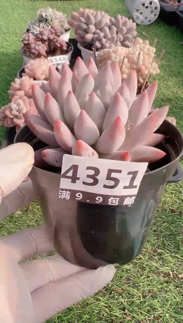 【闪购商品】信福多肉一物一拍1