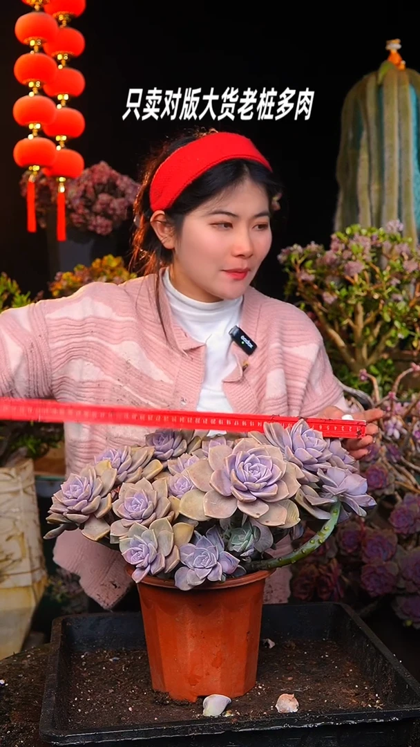 【闪购商品】大紫乐