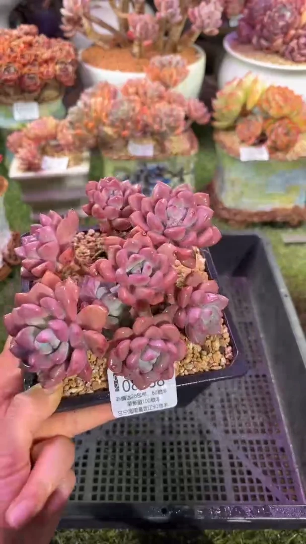 【闪购商品】08858