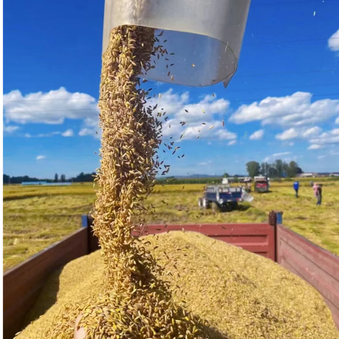 东北五常大米稻花香2号