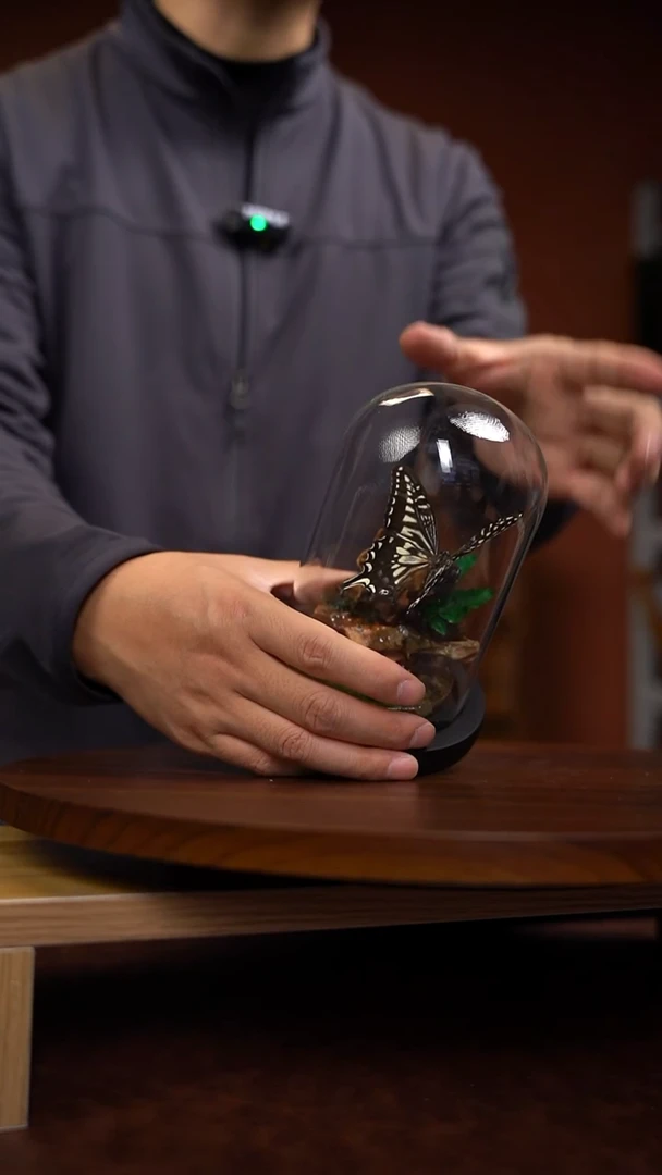 A164柑橘凤蝶微景观