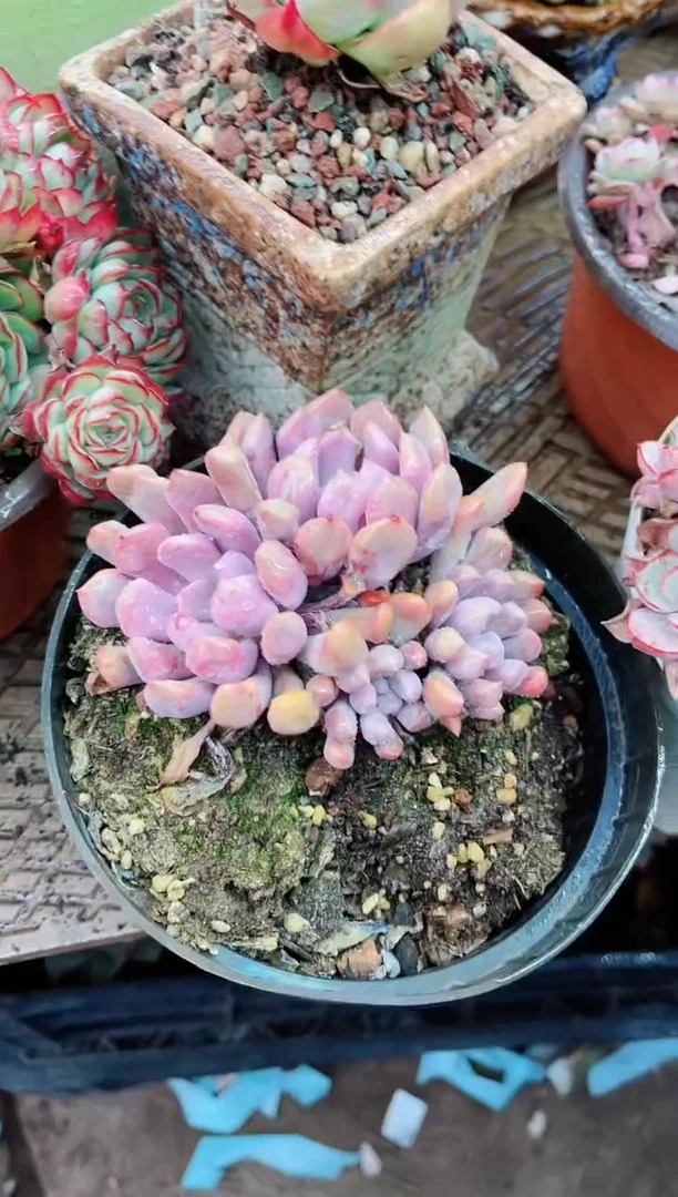 【闪购商品】21128