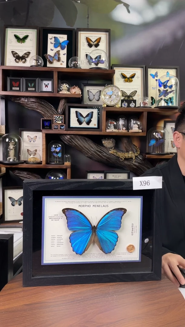 大蓝闪蝶-横向悬浮款【A4平面框】X96微瑕