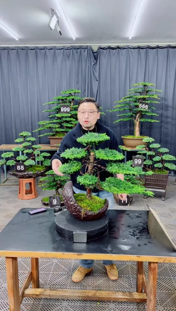 无花朵盆景......