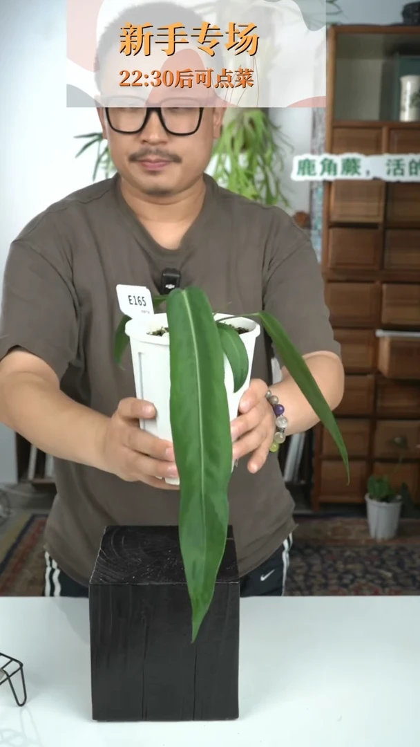 不开花植物E165-银脉丝绸领带（老叶微瑕，特价售出）
