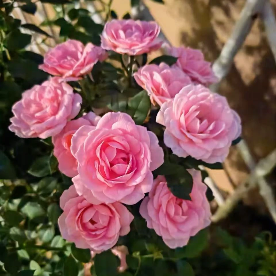 淑女月季花盆栽花卉庭院耐晒耐寒花园植物