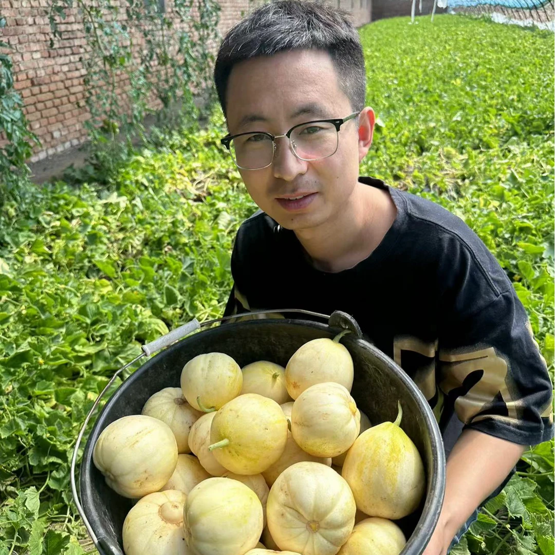 黑龙江省大庆市冷棚新开园主根香瓜