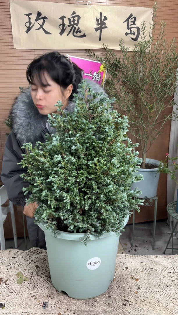 蓝湖柏6加仑（圣诞树）