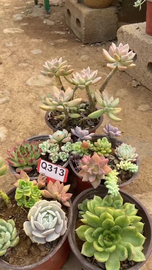 Q313多肉组合默认脱土发货