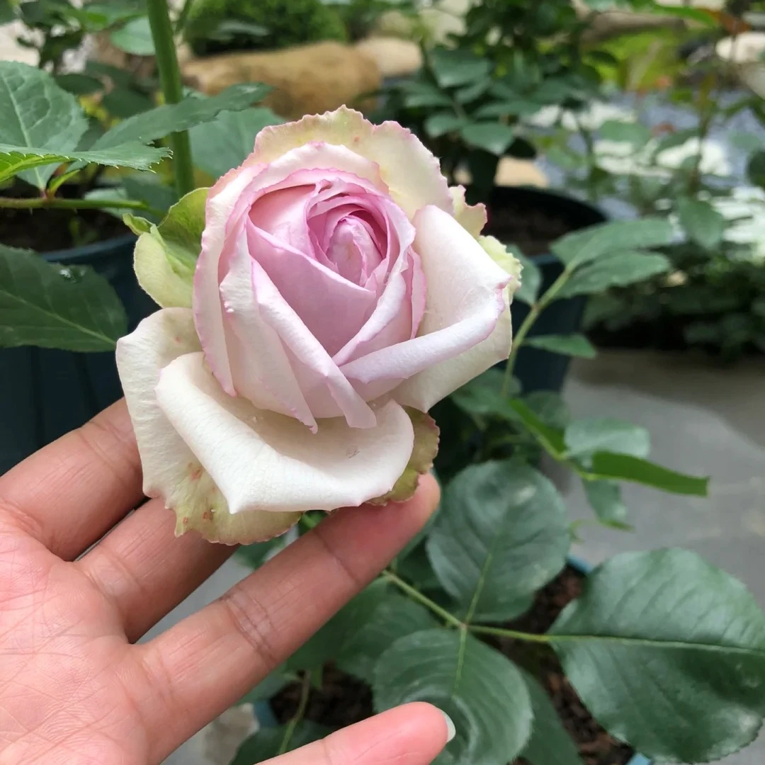 【银色蕾丝】去盆带土母本大苗多季灌木丰花勤花盆栽地栽阳台