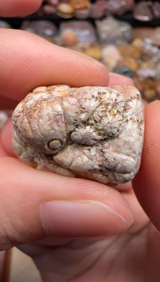 硅化珊瑚（珊瑚玉）未镶嵌颈饰012