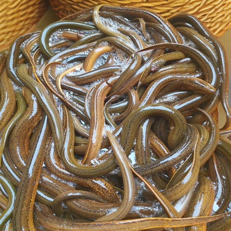 鳝鱼活体 养殖小黄鳝1斤40条左右 稻田鱼塘虾塘可放养