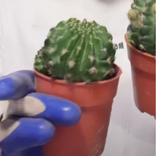 二妹园艺【 1颗    百褶裙   嫁接落地根 】带盆土随机发货