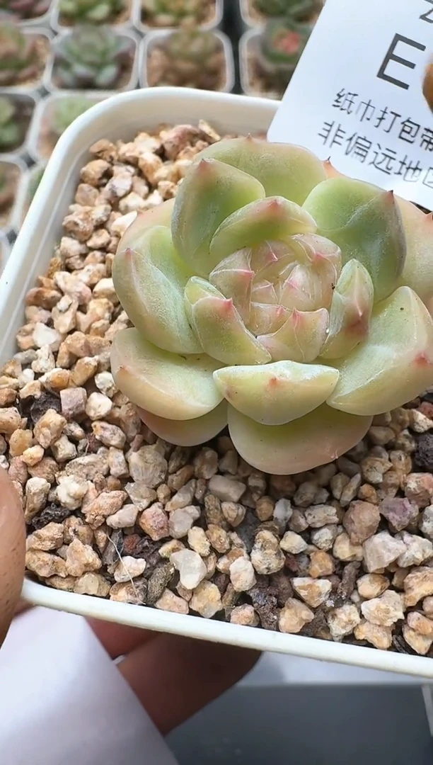 060E云禹多肉植物 带盆土纸巾打包 3颗包邮