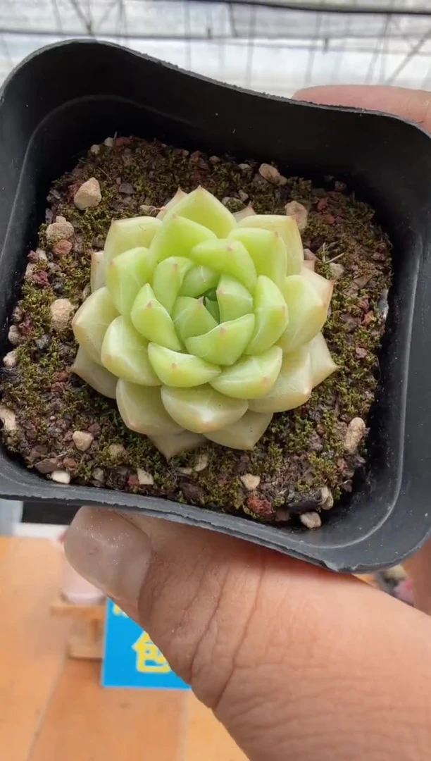 东云多肉园二店-310