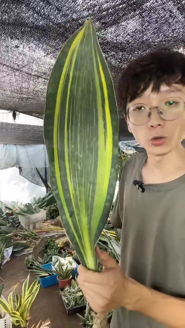 单叶黄金宝镜裸根2棵24.8